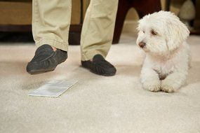 Woolite Carpet and Rug Stomp N' Go Stain Lifting Pads - 5 Pack N3