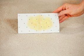 Woolite Carpet and Rug Stomp N' Go Stain Lifting Pads - 5 Pack N5