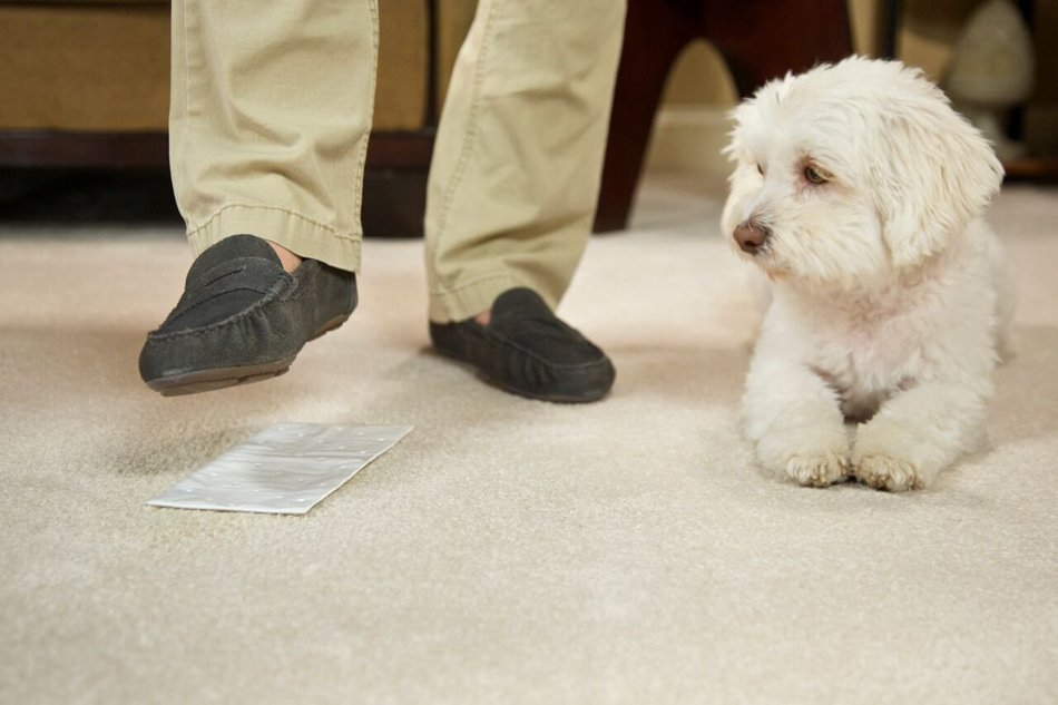 Woolite Carpet and Rug Stomp N' Go Stain Lifting Pads - 5 Pack N3