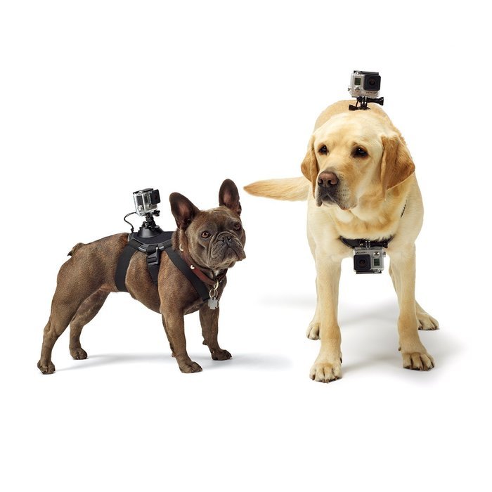 GoPro Headstrap Mount + Quick Clip (GoPro Official Mount) N62