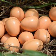 eggs Graffiti toys ，BeautyVan Wooden children's toys ultra realistic simulation of eggs Graffiti toys N5