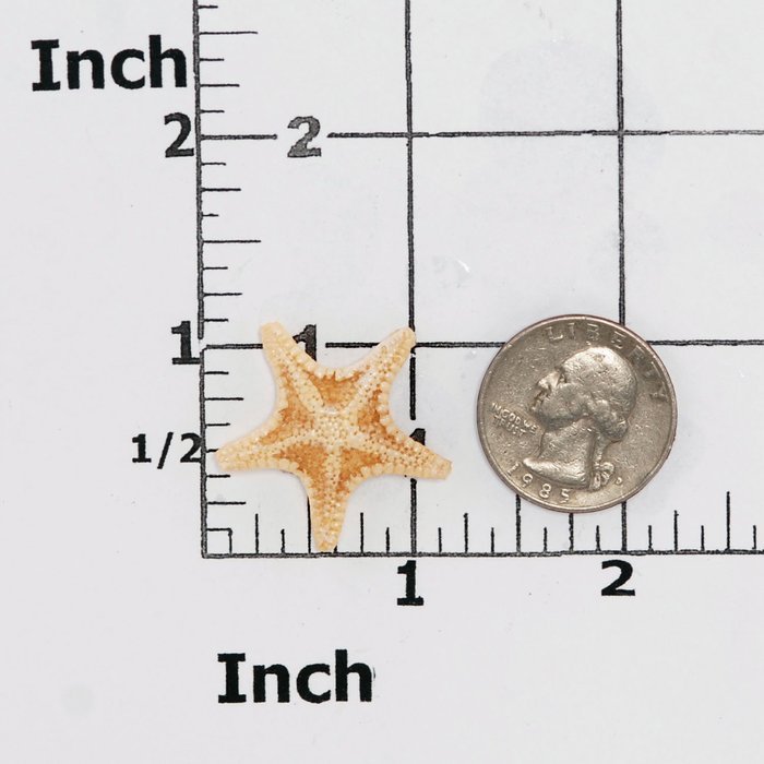 Tiny Star Fish Silicone Mold Food Safe Fondant, Chocolate, Candy, Resin, Polymer Clay, Epoxy. N4