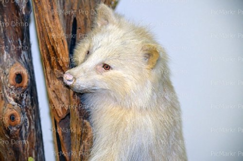 8" Round - White Fox - Edible Cake/Cupcake Party Topper!!!