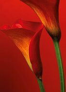 Komar DM406 Ideal Decor Red Calla Lillies 4-Panel Wall Mural by Ideal Decor