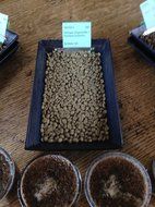 Ethiopian Yirgacheffe Green Unroasted Coffee Beans 1 Pound N5