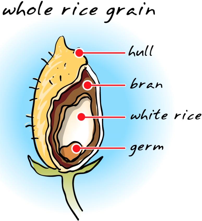 Structure of rice grain, drawing free image download