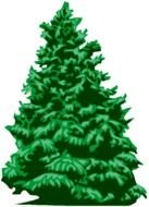 green tall Pine Tree clipart