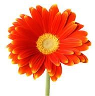 Orange gerbera drawing