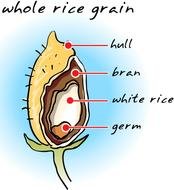 structure of rice grain, drawing