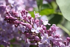 branch of lilac as a picture for clipart