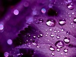 Macro picture of water drops Purple leaf
