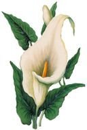 picture white calla lilies with green leaves