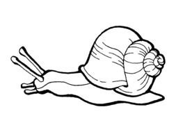 illustration of the Snail