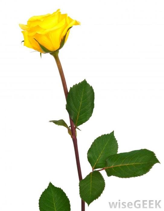 Single Yellow Rose