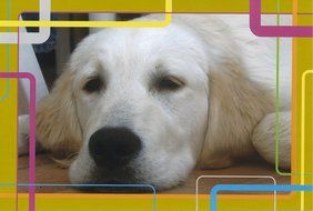 Canon Original Easy Photo Pack E-P20G (20 Gold) For Selphy Es Series