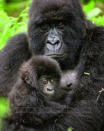 Gorillas Photo 8 x 10in