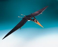 Schreiber-Bogen Cardboard Model Pterosaur Pteranodon ingens