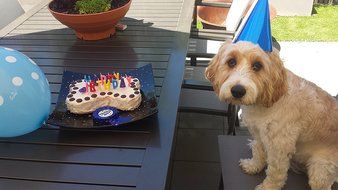 Dogs Birthday Cake Pan Novelty Silicone Bone Shape Mold for Pups Celebration Party PLUS Bonus Recipe Ebook! N7