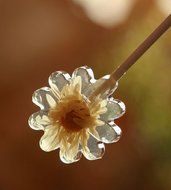 Pinaniu Swirl Lollipop Mold Flower Shape Silicone Mold Round Mold Starry Sky Lollipop 6 Cavities Chocolate Candy... N3