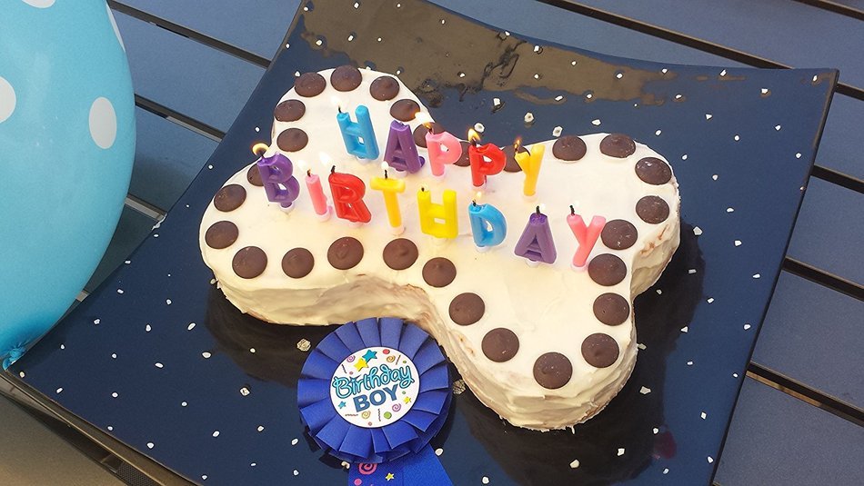 Dogs Birthday Cake Pan Novelty Silicone Bone Shape Mold for Pups Celebration Party PLUS Bonus Recipe Ebook! N3