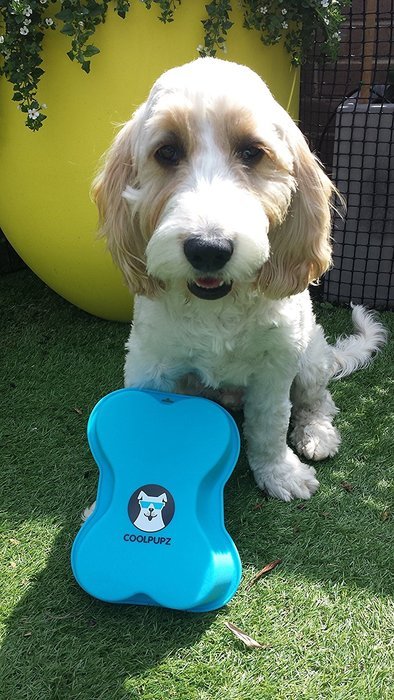 Dogs Birthday Cake Pan Novelty Silicone Bone Shape Mold for Pups Celebration Party PLUS Bonus Recipe Ebook! N6