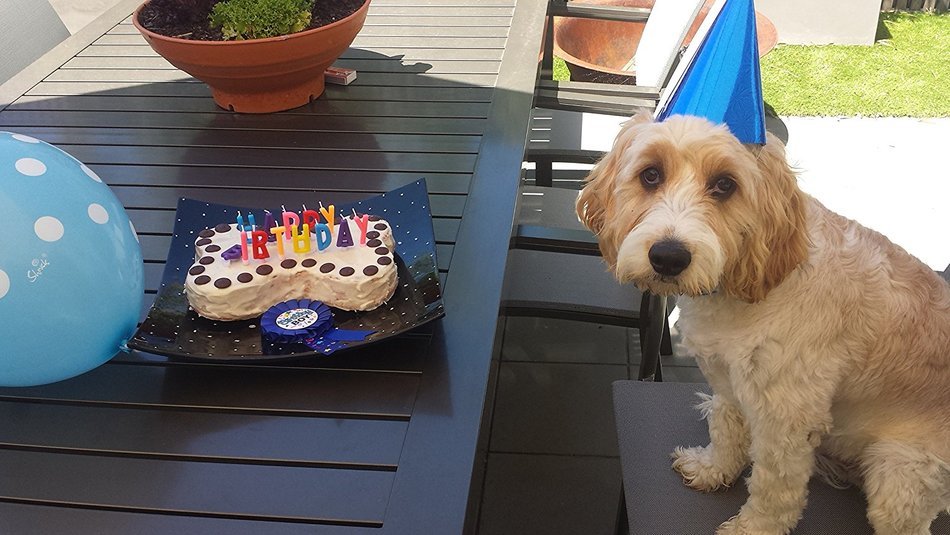 Dogs Birthday Cake Pan Novelty Silicone Bone Shape Mold for Pups Celebration Party PLUS Bonus Recipe Ebook! N7