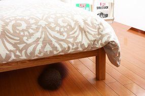 CCP Mini Robot Cleaner Microfiber Mop Ball MOCORO Bear Brown CZ-562-BB N2
