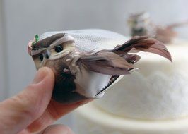 Owl Cake Topper in Cocoa Brown: Woodland &quot;Bride and Groom&quot; Love Bird Wedding ... N4