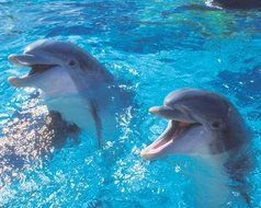 2 Dolphins Out of Water ~ Edible Image Cake Topper