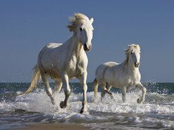 Horses in Surf Edible Cake Cookie or Cupcake Topper (1/4 Sheet)
