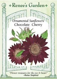 Sunflower, Chocolate Cherry N2