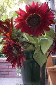 Sunflower, Chocolate Cherry N4