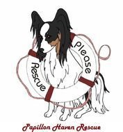 Papillon Dog Clip Art