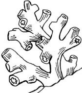 Back gt Gallery For Turquoise Coral Clip Art