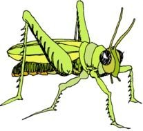 Locusts Clip Art