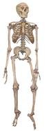Human Skeleton 3d model