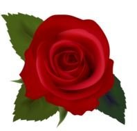 Rose Clip Art N13