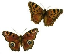 Clip art of Transparent Butterflies