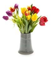 tulips of different colors in a vase