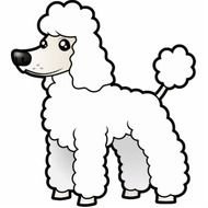 Toy Poodle Puppy Cut