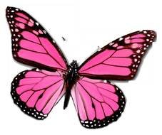 Pink Butterflies N2