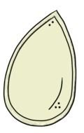 painted white seed
