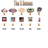 5 Senses as picture for clipart