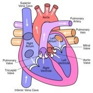 Labeled Heart Diagram Blood Flow