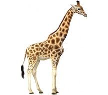 Giraffe Drawing