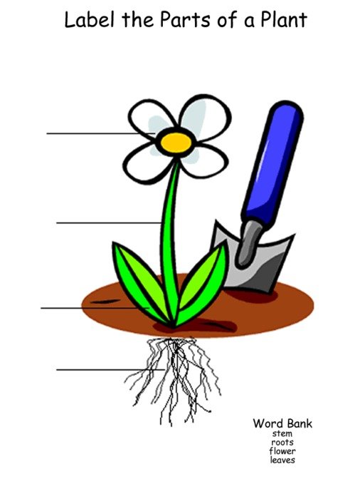 poster for parts of a plant