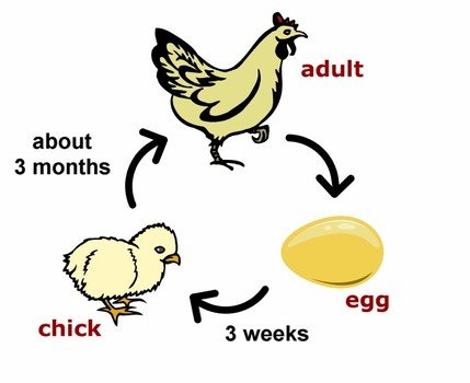 Chicken Life Cycle