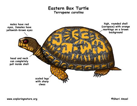 Box Turtle Anatomy