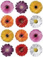 Cakeshop 12 x PRE-CUT Mixed Color Gerberas Edible Cake Toppers