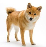 Shiba Inu ~ Dog Breed ~ Edible Image Cake / Cupcake Topper